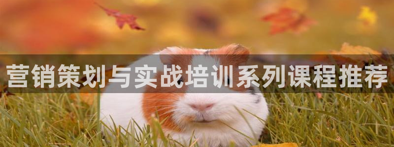 必赢抢红包网址